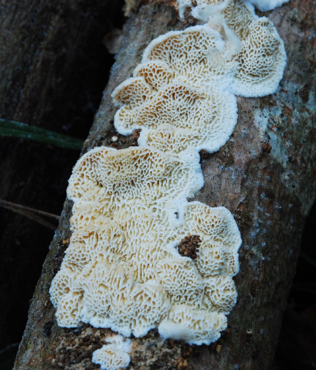 Cartilosoma rene-hentic